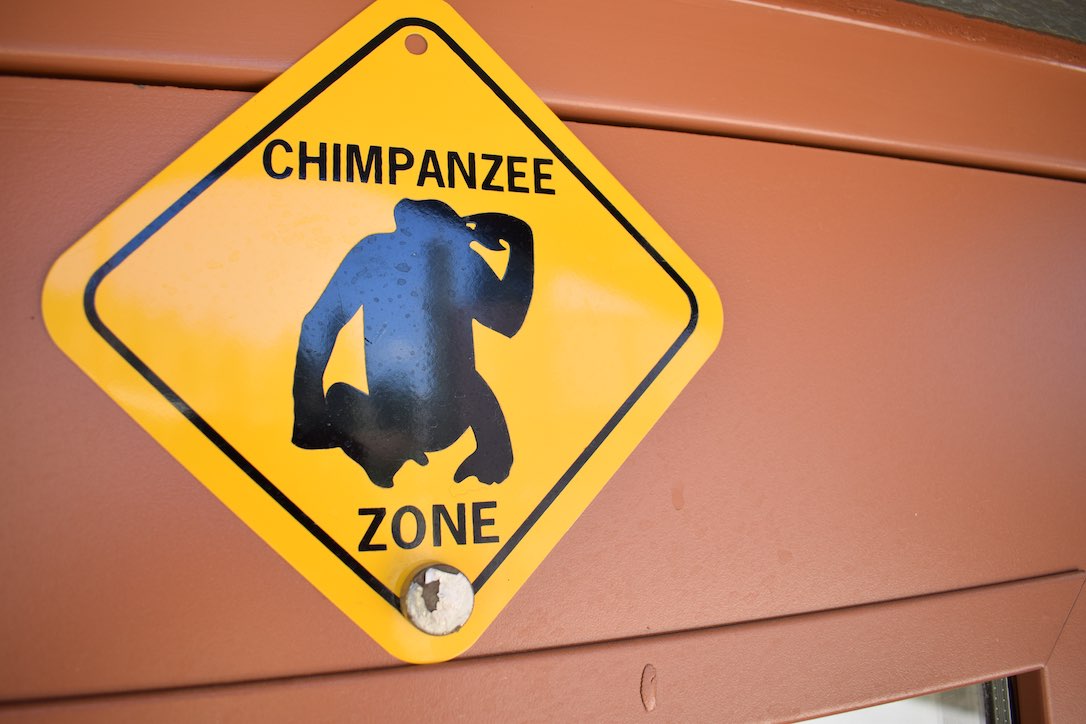 new_web_chimp_sign_ad_DSC_0334