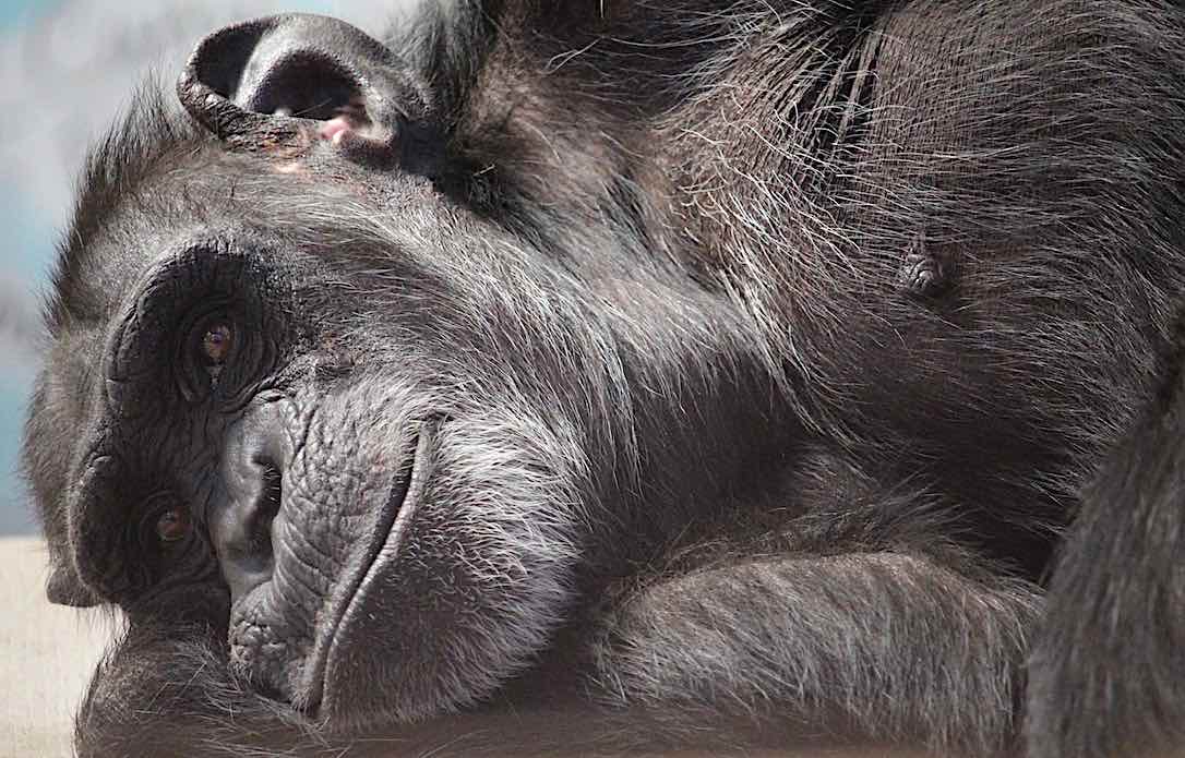 new_web_foxie_resting_closeup_look_camera_gh_kd_IMG_3248