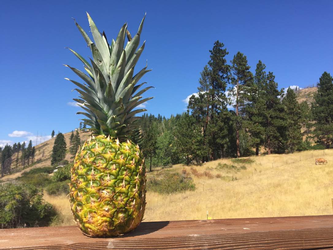 new_web_pineapple_landscape_IMG_5806
