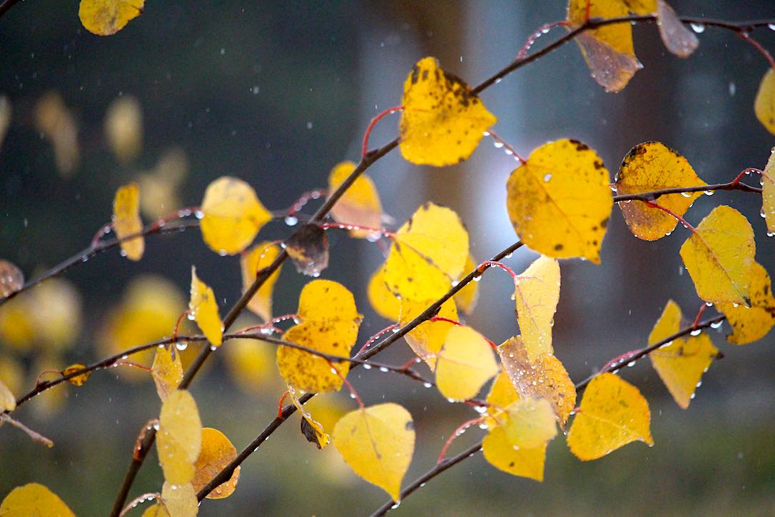 new_web_raindrops_on_birch_kd_IMG_4239