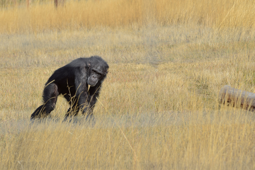 new_web_foxie_patrol_vigilant_grass_yh_ad_DSC_0064