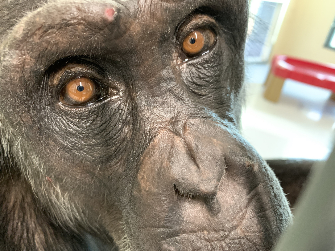 new_web_honeyb_eyes_closeup_fr_ad_IMG_4729