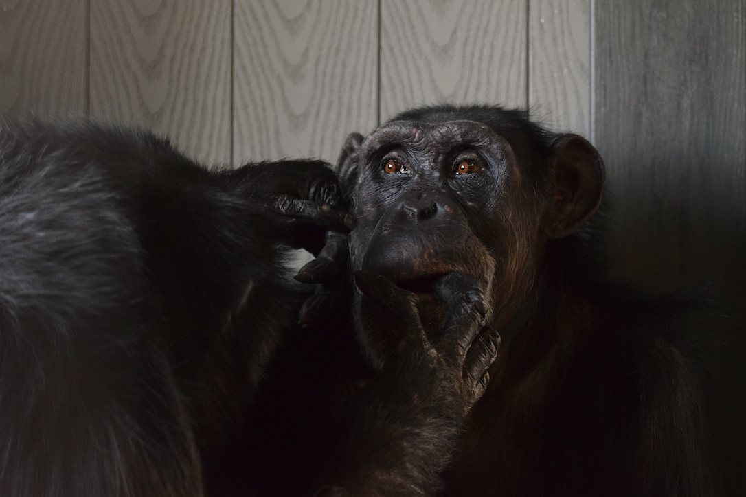 Mave grooms Honey B, even putting her fingers in her friend's mouth. 