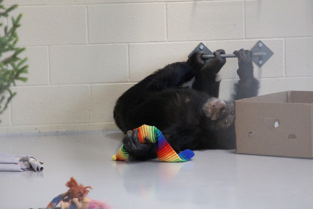 new_web_Mave_rainbow_sock_relax_mezz_aw_IMG_5523
