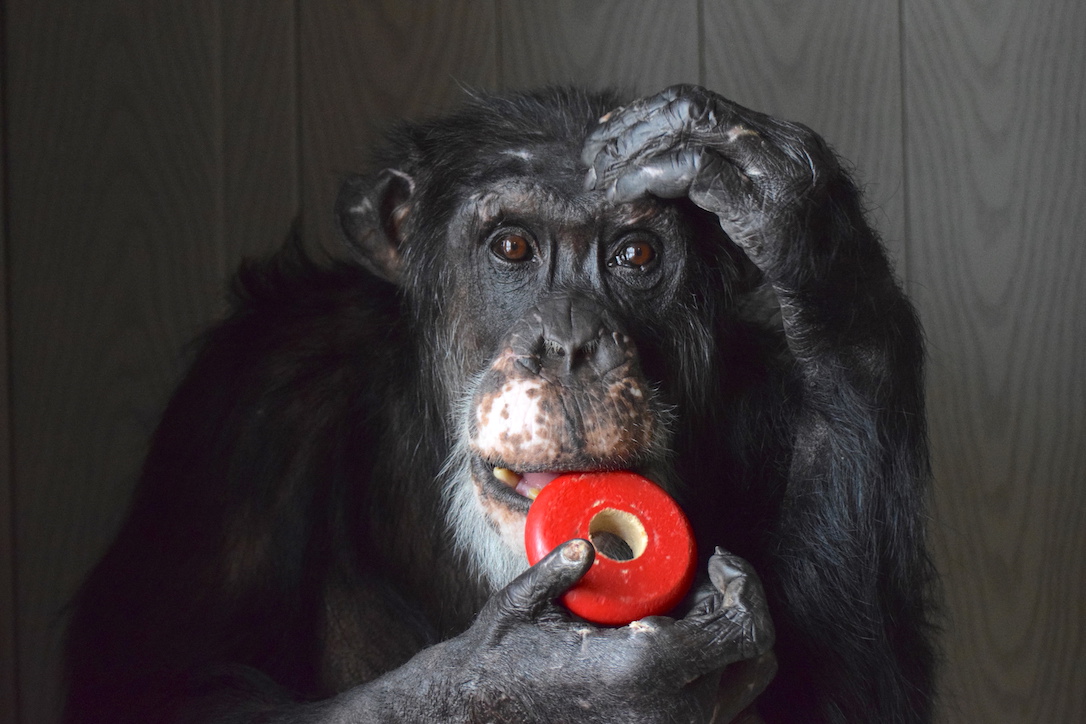 new_web_burrito_toy_portrait_fr_ad_DSC_0092