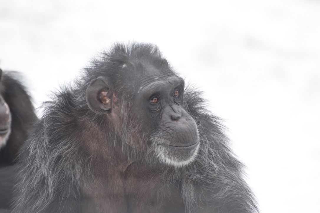 new_web_foxie_portrait_snow_yh_ad_DSC_0197