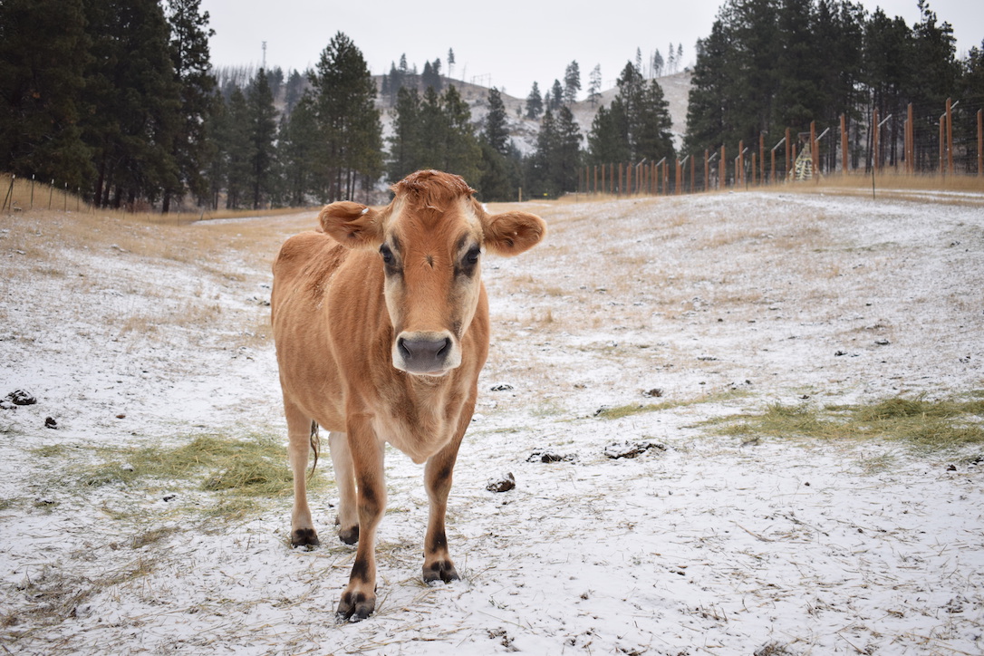 Honey (C.) awaits her bale of hay this morning.