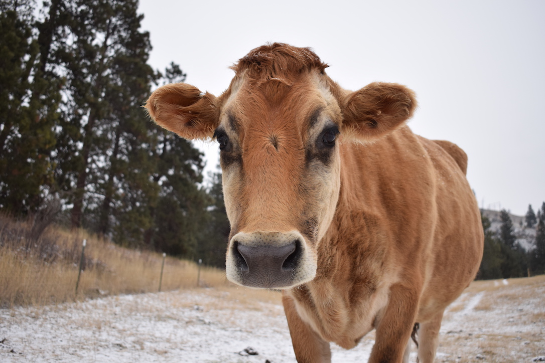 new_web_honey_cow_pasture_snow_ad_DSC_0097
