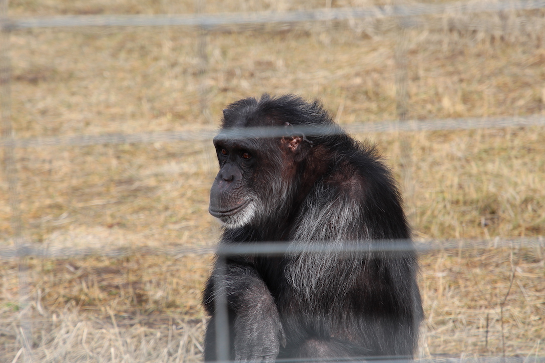 new_web_Foxie_watch_other_chimps_YH_jb_IMG_5764 copy