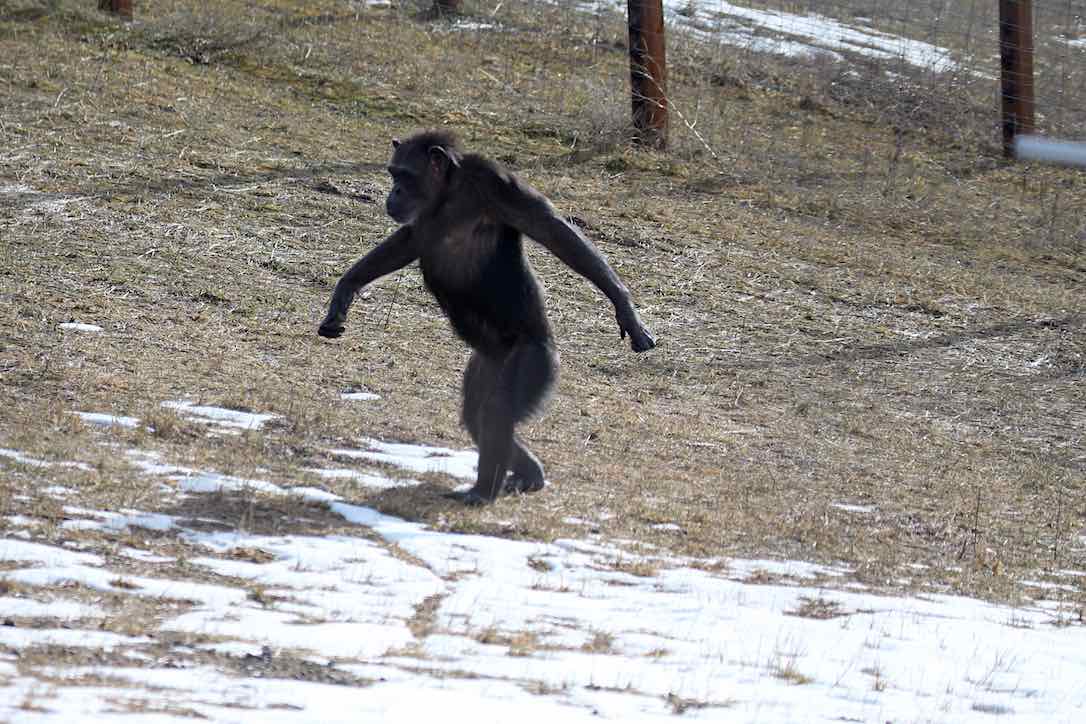 new_web_annie_walk_bipedal_yh_kd_IMG_5684