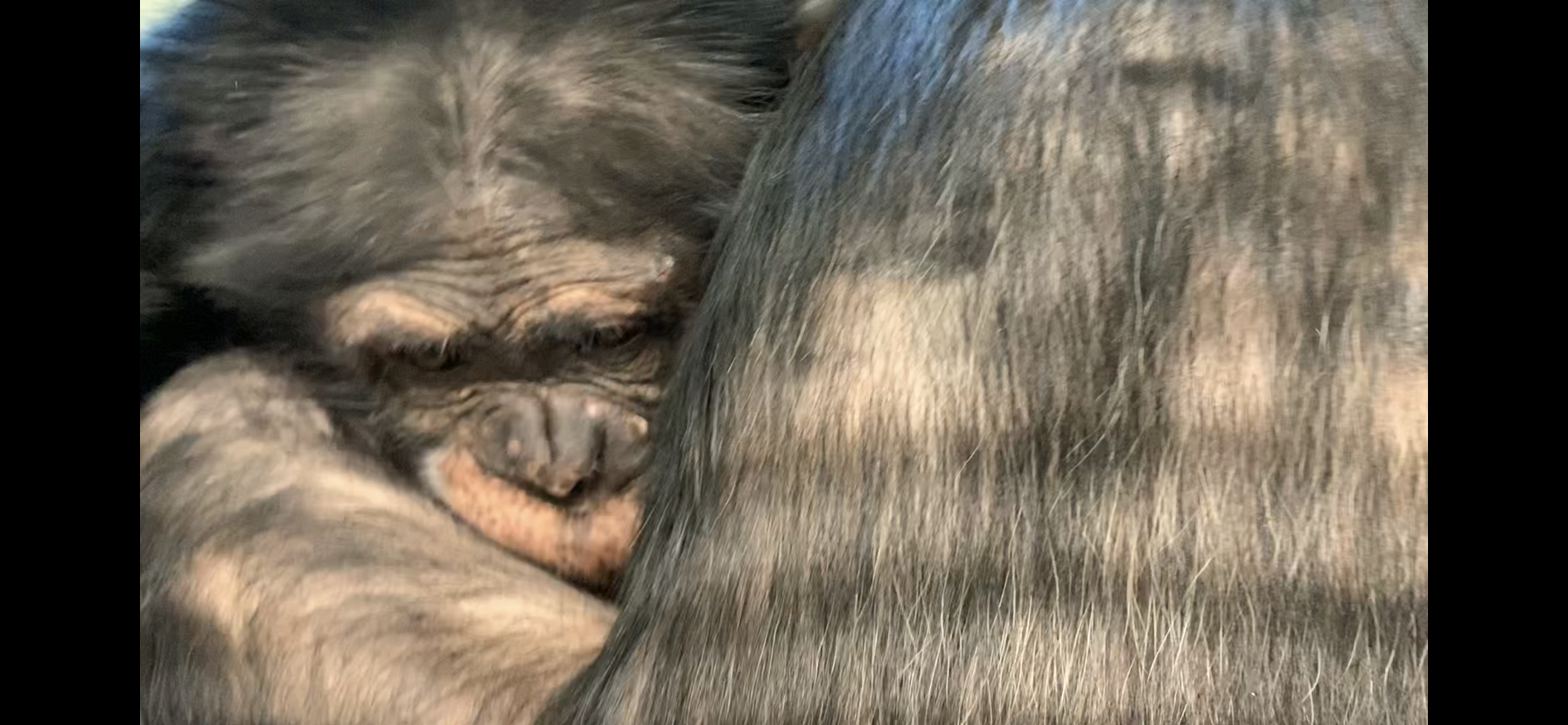 mave_closeup_screenshot_IMG_7947