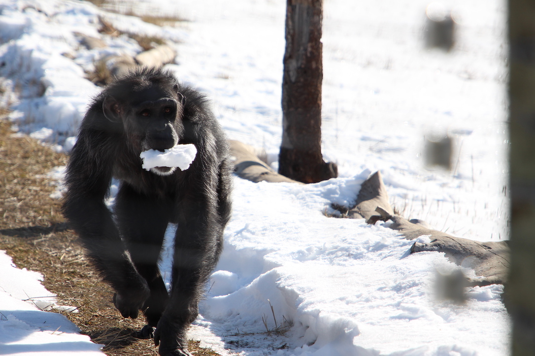 new_web_Foxie_eating_snow_YH_CD_IMG_6596