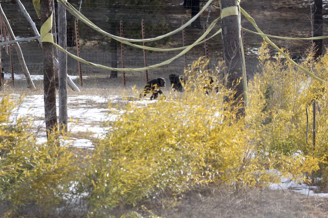 new_web_Jody_walk_droop_lip_bamboo_foreground_snow_yh_dg_IMG_6134