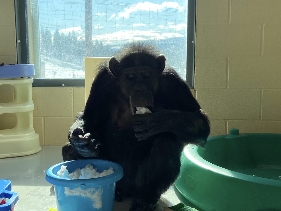 new_web_honeyb_eating_snow_sunny_window_cd_IMG_0466