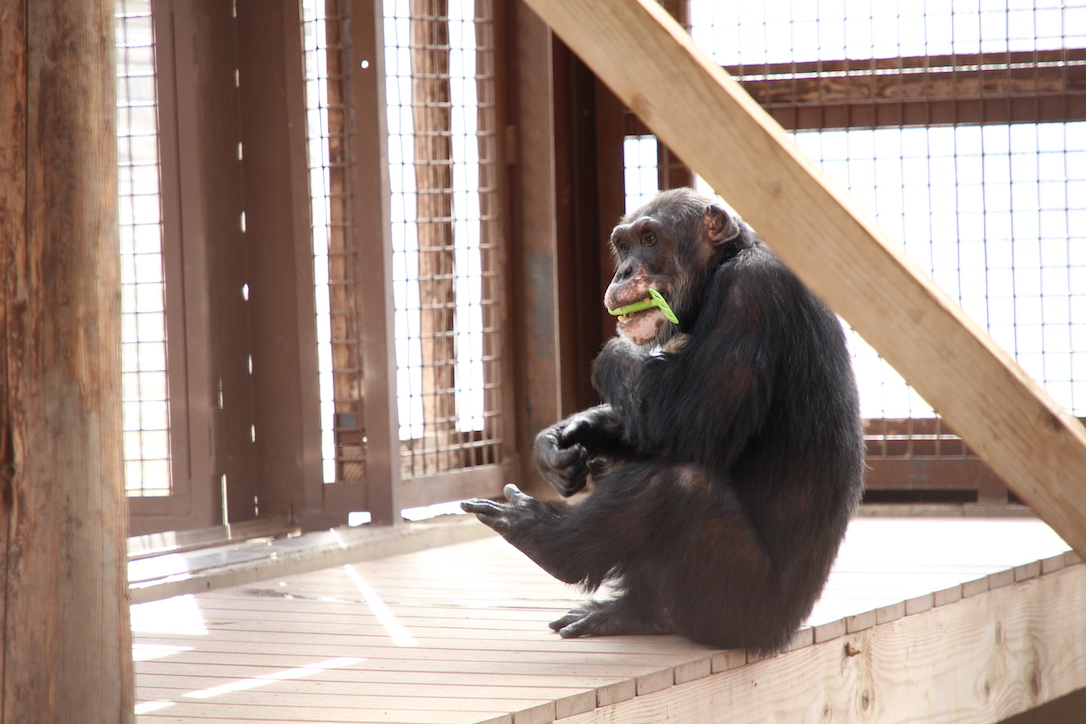 Burrito was playfully stomping around the Greenhouse all morning.