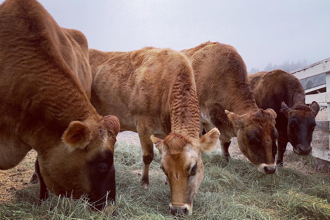 bovine_family