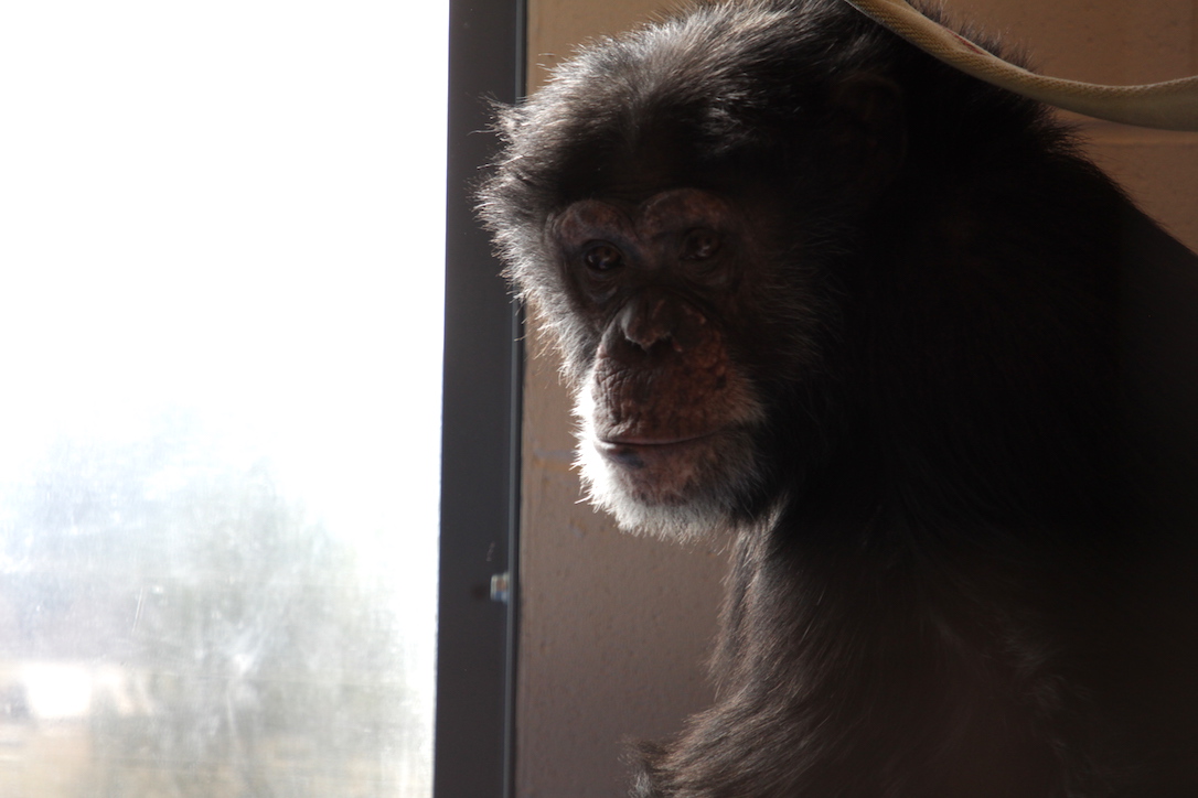 new_web_Mave_sitting_window_FR7_CD_IMG_8409