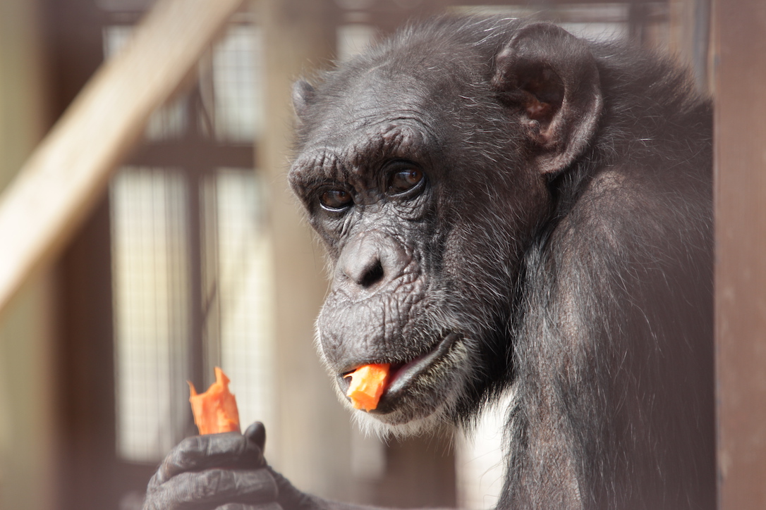 new_web_jody_eating_carrots_easter_gh_ad_IMG_8948