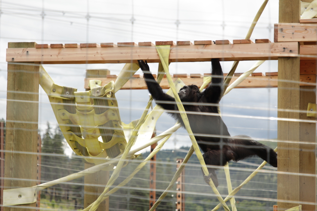 new_web_willyb_climbing_structure_courtyard_yh_cd_IMG_0899
