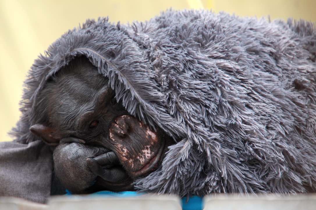 new_web_Negra_close_up_plush_blanket_over_head_hands_folded_over_gh_jb_IMG_1707