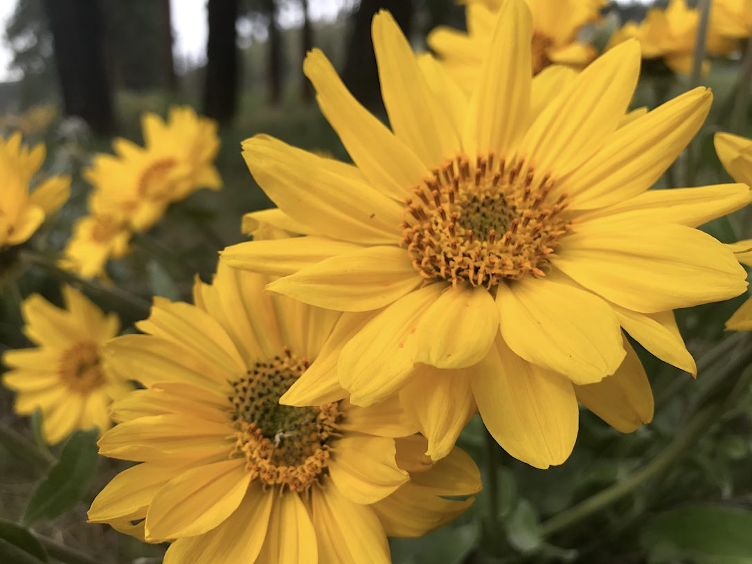 new_web_balsamroot_kd_IMG_0256