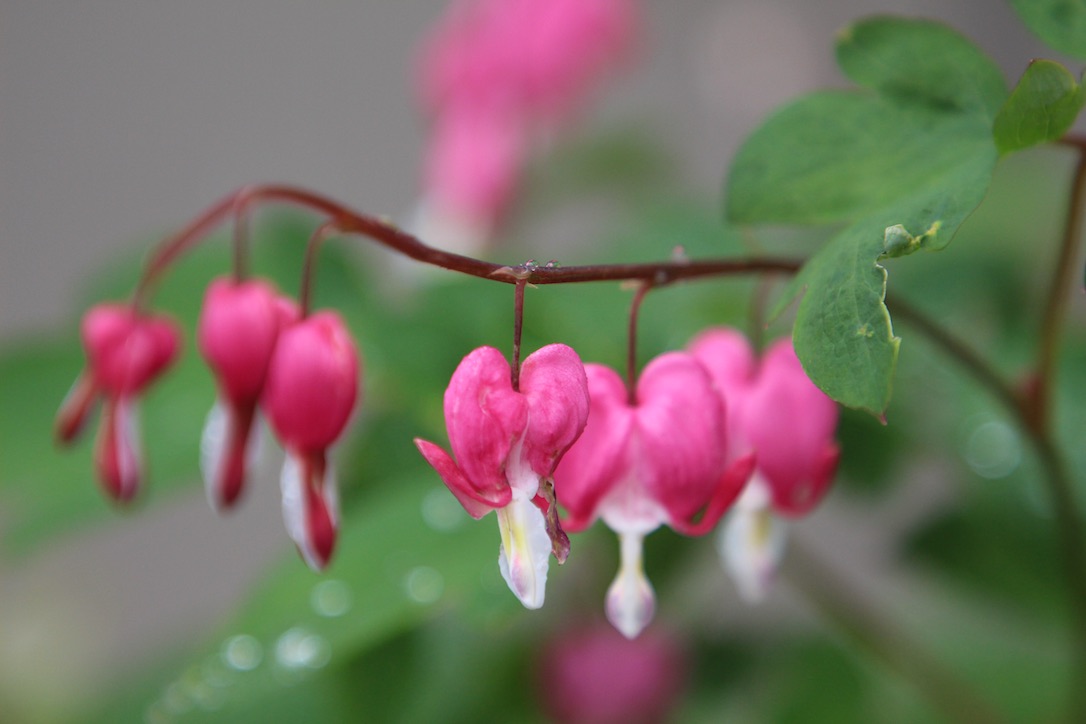 new_web_bleeding_heart_rain_kd_IMG_7782