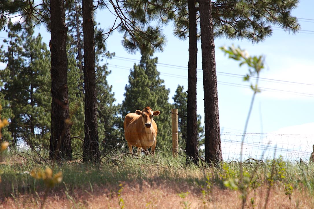 new_web_honey_cattle_pines_pasture_ad_IMG_8544