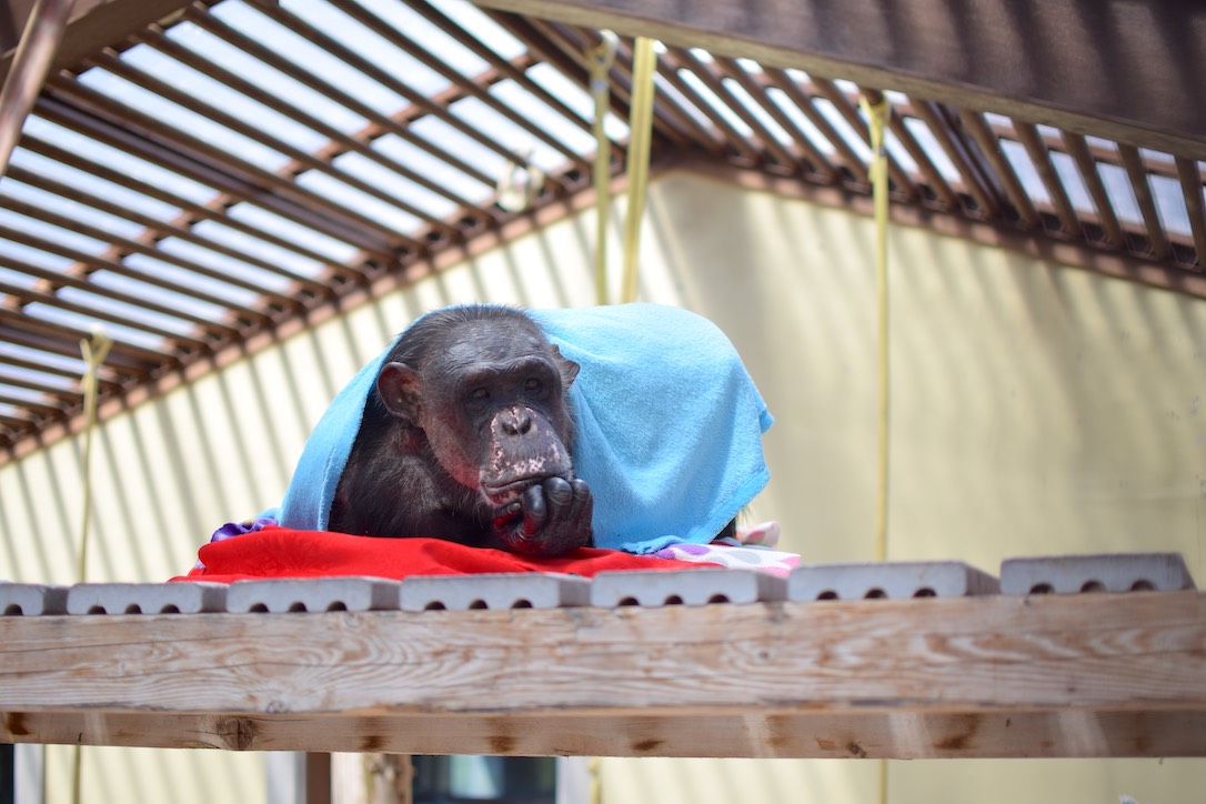 new_web_negra_resting_nest_blankets_gh_ad_DSC_0209