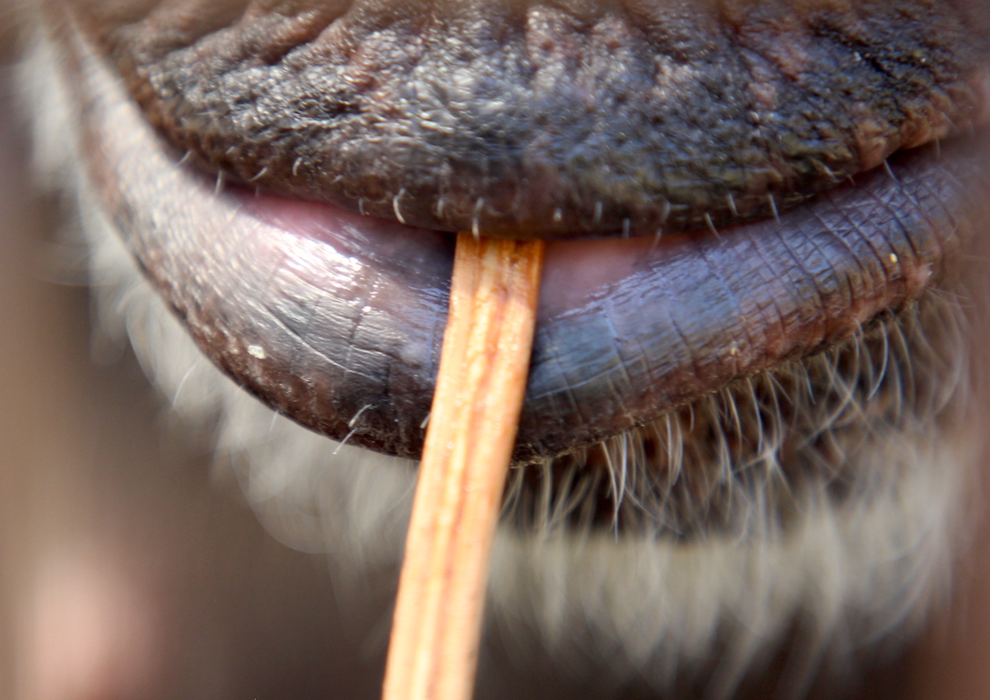 new_web_Jamie_cattail_in_lips_cropped_JB_IMG_0122 copy