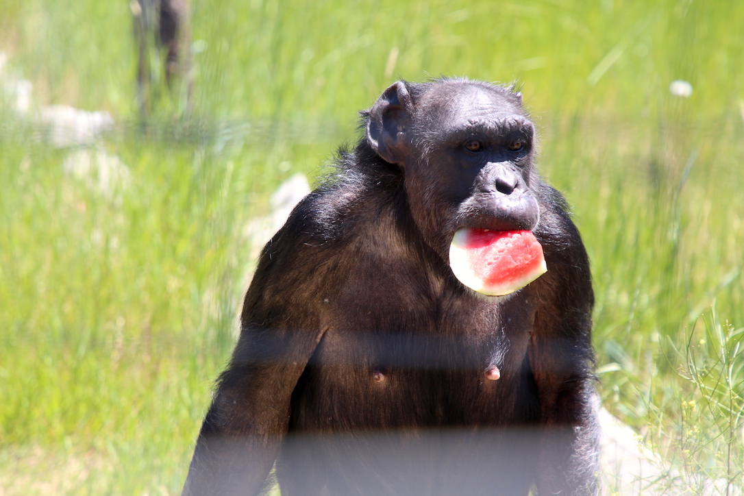 new_web_Jody_close_watermelon_in_mouth_YH_jb_IMG_8956 copy