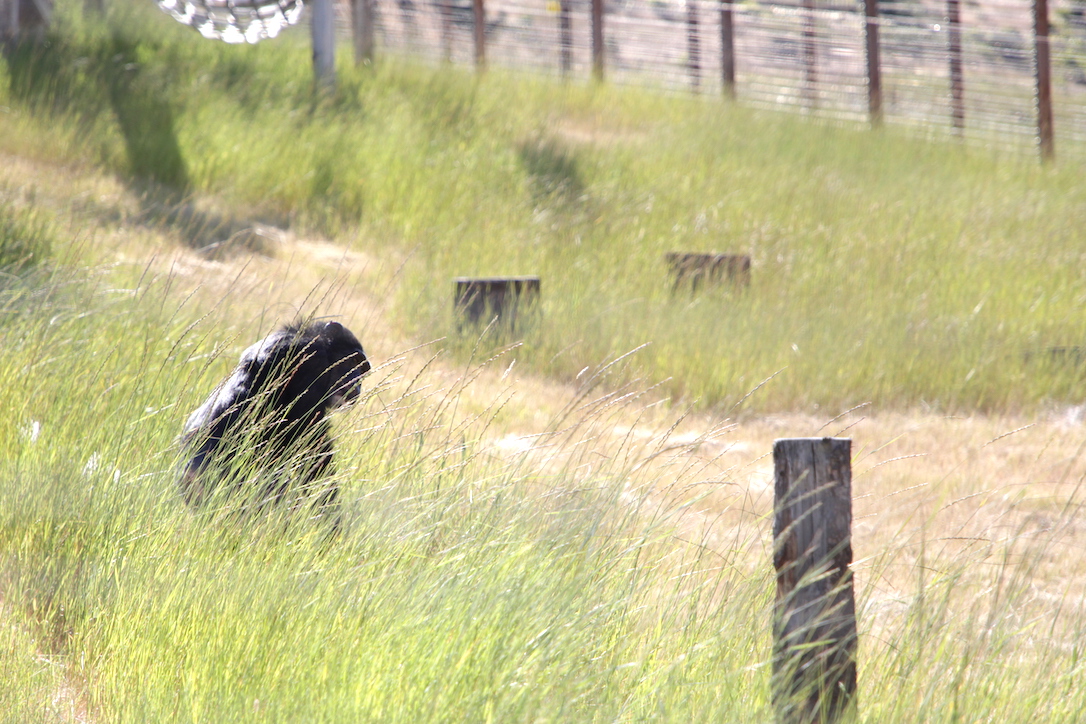new_web_Missy_grass_hidden_patrol_YH_CD_IMG_9628