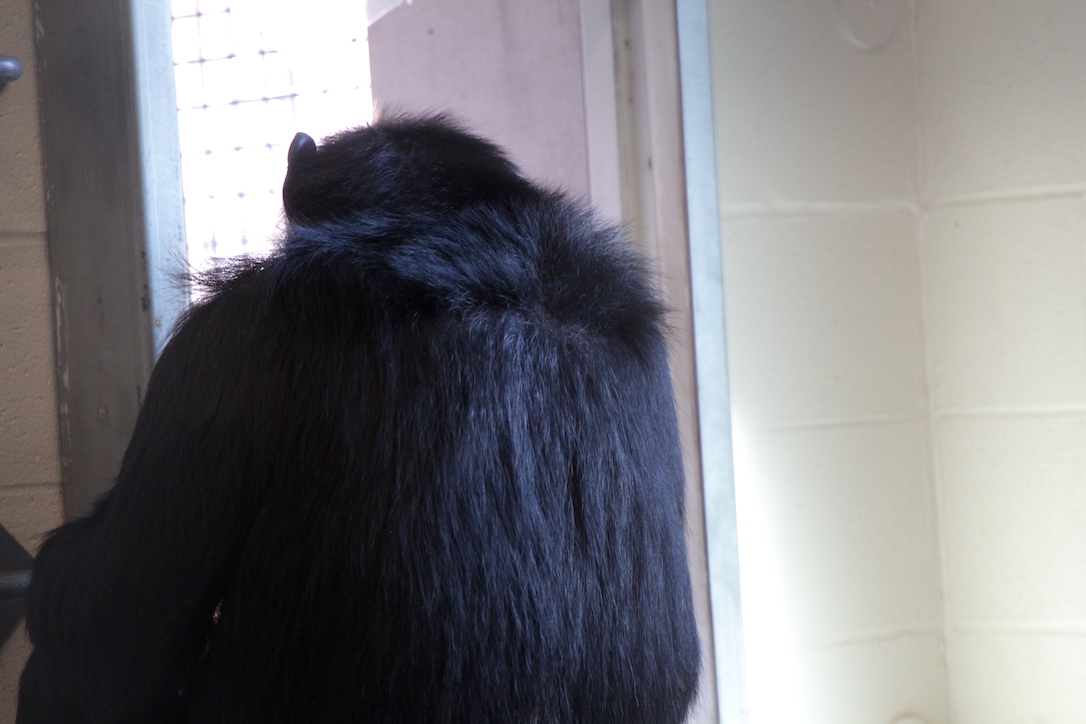 new_web_HoneyB_peering_outside_FR5_CD_IMG_0858