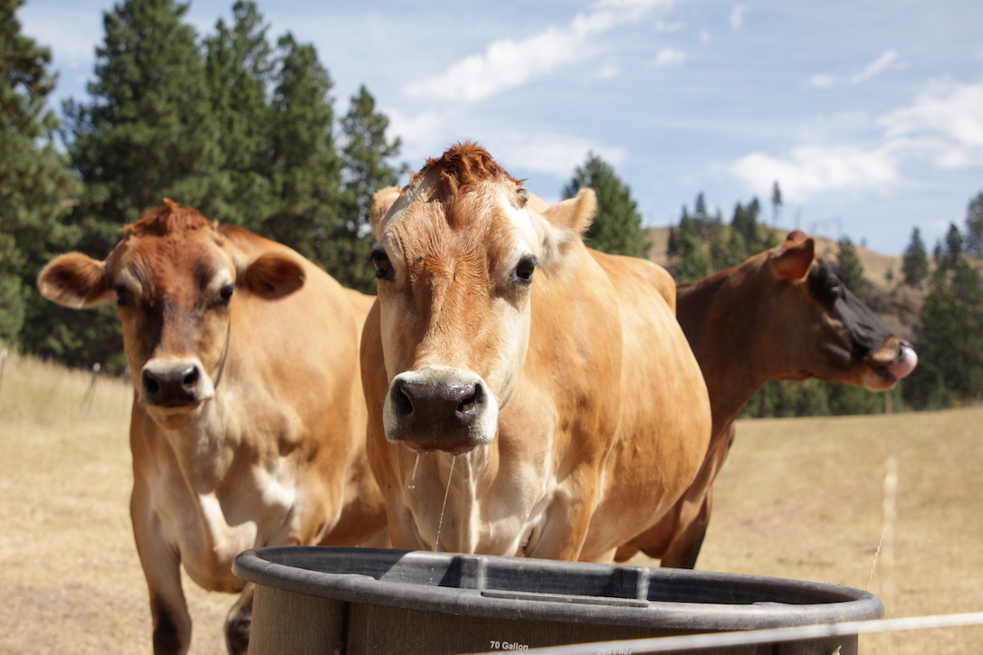 new_web_Honey_Nutmeg_Betsy_driunking_water_summer_pasture_CD_IMG_1046