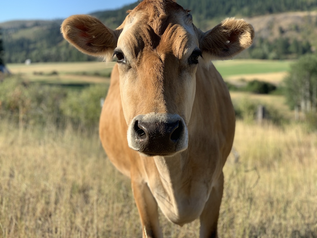 new_web_Honey_cow_look_at_camera_jb_IMG_4195 copy
