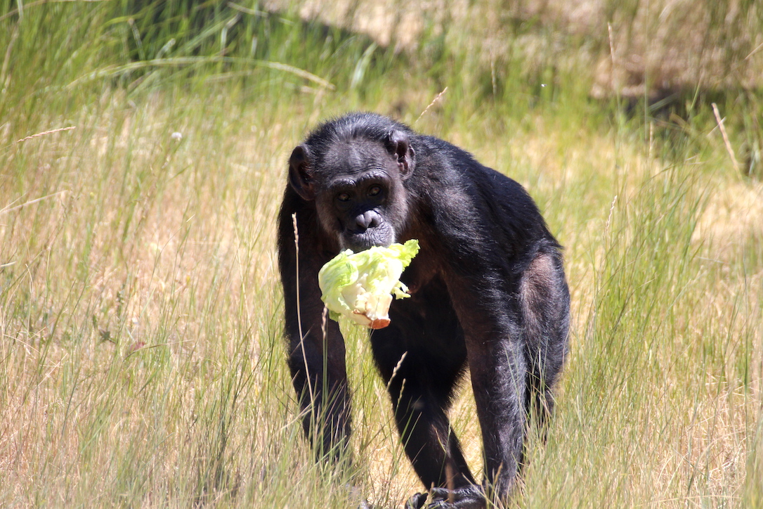 new_web_Jody_lettuce_mouth_YH_jb_IMG_0348 copy
