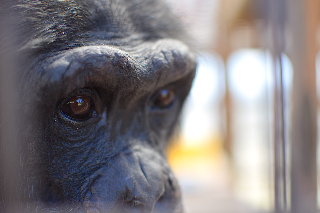 new_web_burrito_peering_eyes_closeup_gh_ad_DSC_0674
