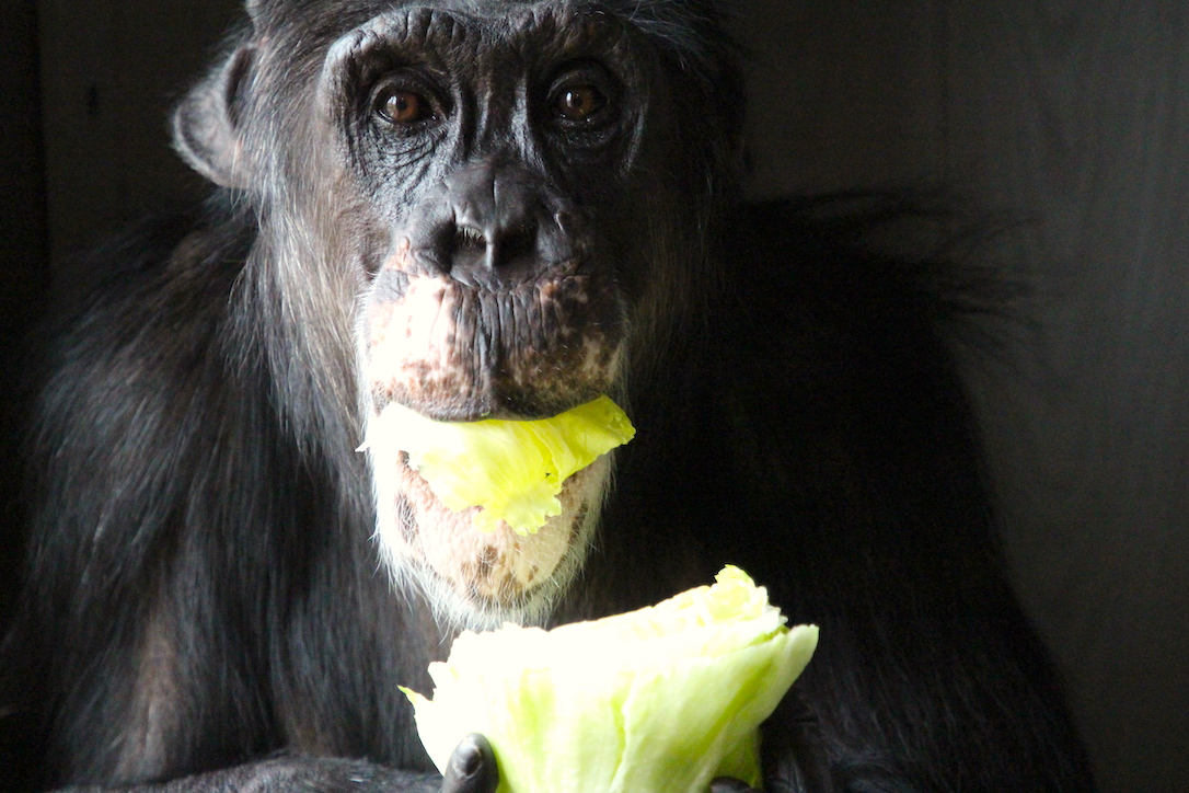 new_web_Burrito_lettuce_in_mouth_FR4_jb_IMG_1887 copy