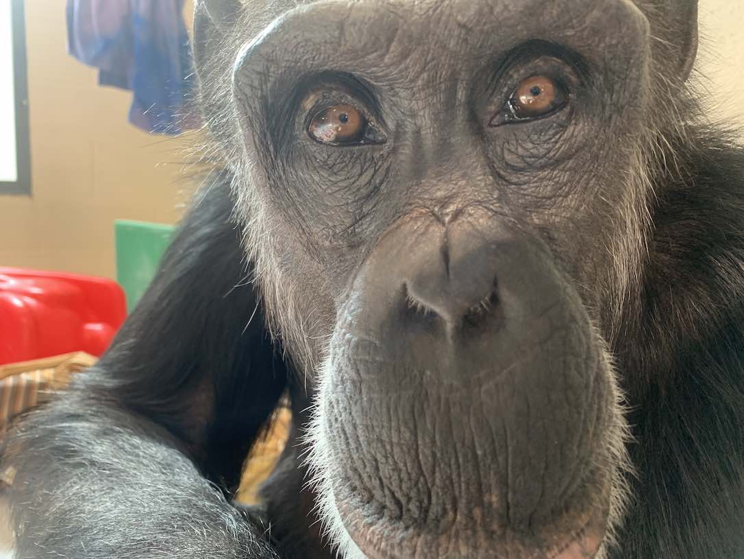 new_web_Honeyb_stare_into_camera_fr7_kb_IMG_7218