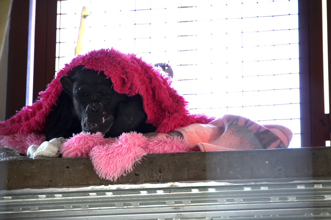 new_web_Negra_blanket_nest_pink_Playroom_CD_IMG_2432