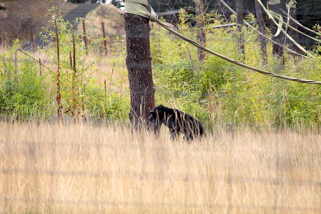 new_web_foxie_in_tall_grass_yh_kd_IMG_9425
