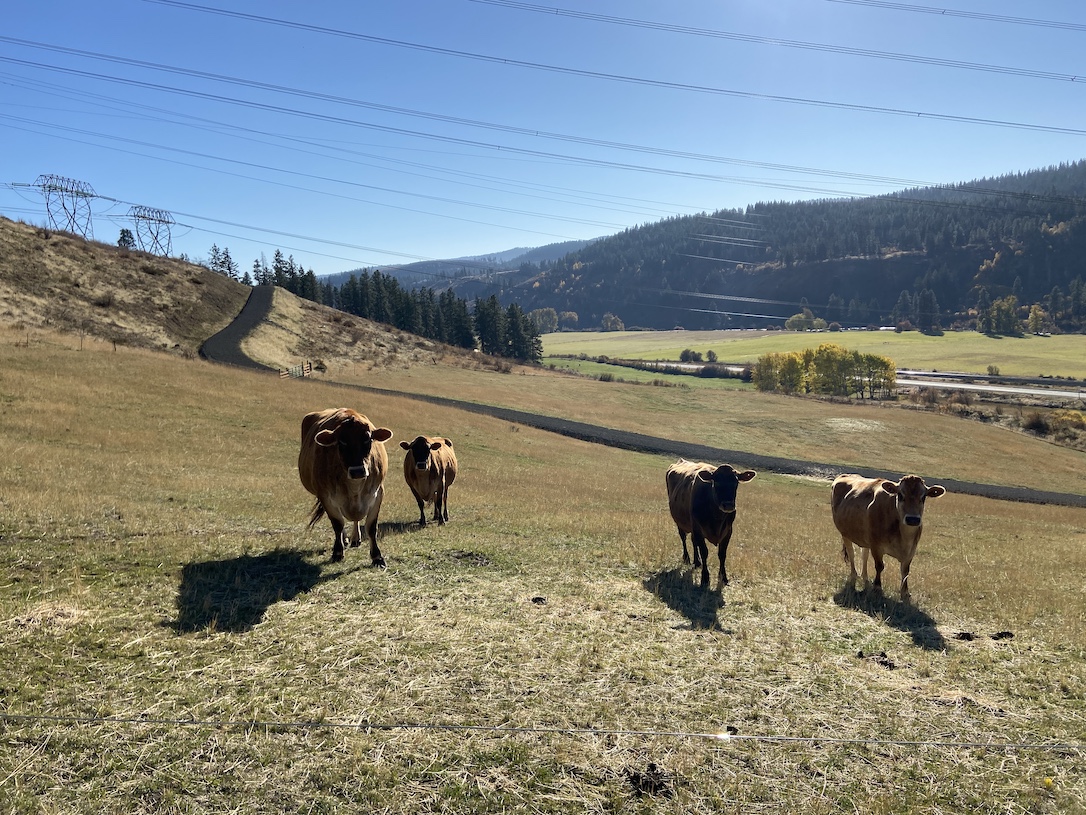 new_web_Cattle_Nutmeg_Meredith_Betsy_Honey_pasture_CD_IMG_2810