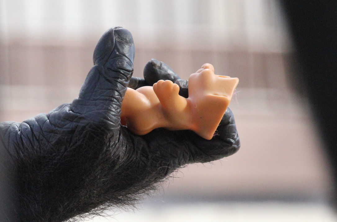 new_web_Foxie hold troll doll in toes GH greenhouse IMG_1063 copy