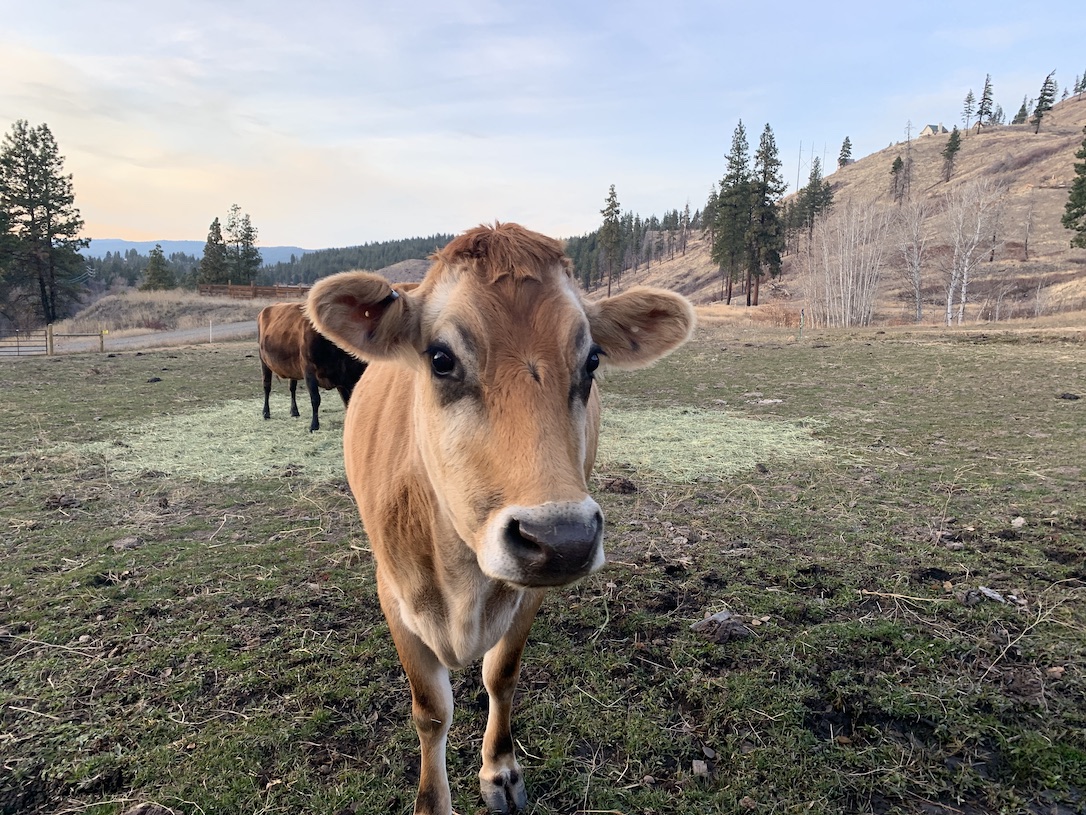 new_web_Honey_winterpasture_KB_IMG_1961