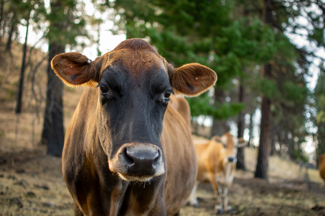 new_web_betsy_portrait_pines_pasture_ad_DSC_0846