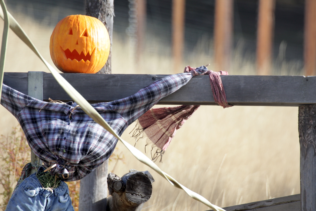 new_web_scarecrow_jackolantern_pumpkin_yh_IMG_9927