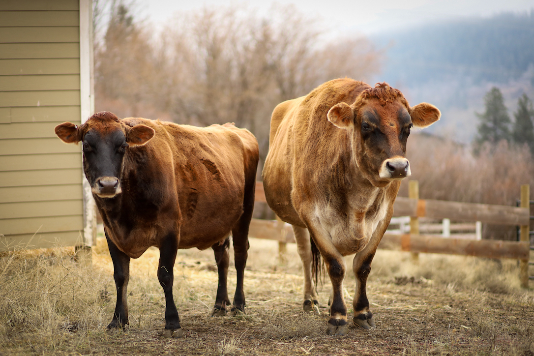 new_web_betsy_nutmeg_cattle_exam_pasture_ad_IMG_2757
