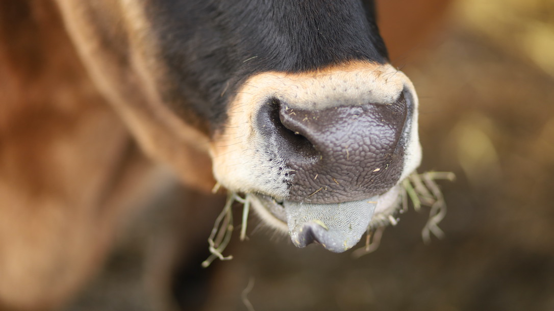 new_web_meredith_closeup_cattle_barn_ad_IMG_3756