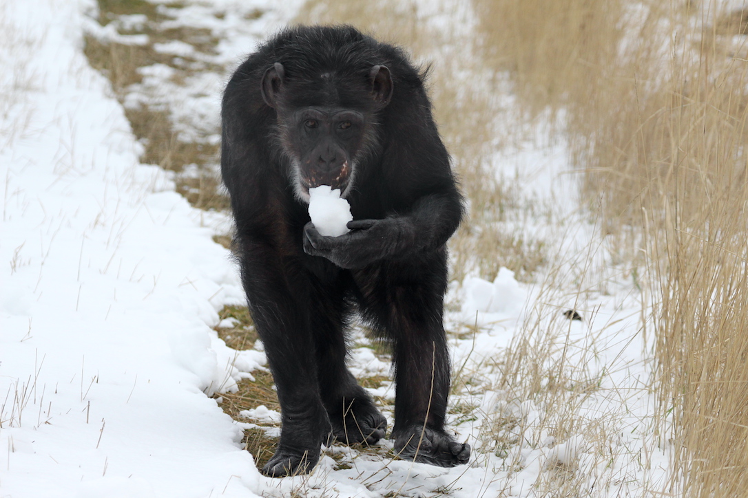 new_web_missy_eating_snow_yh_kd_IMG_3638
