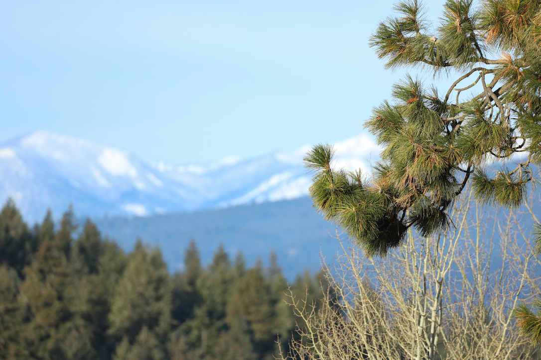 new_web_mountains_landscape_pines_forest_ad_IMG_3351