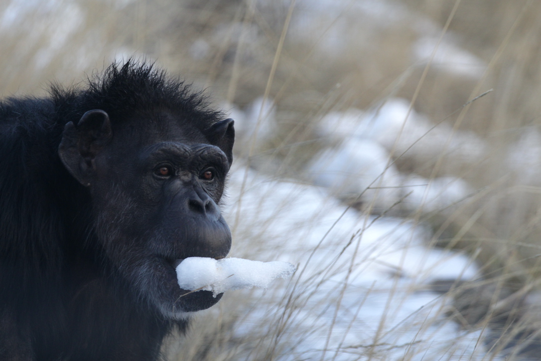 new_web_Annie_snow_mouthful_YH_CD_IMG_3955